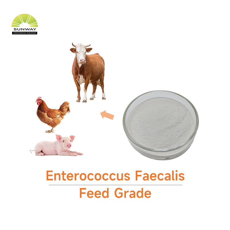 Approvisionnement d'usine Enterococcus Faecalis 100 milliards d'additifs alimentaires Enterococcus Faecalis en poudre pour animaux