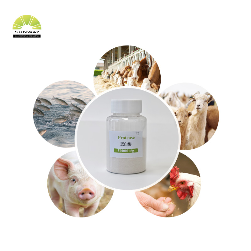 Poudre d'enzyme de protéase alcaline de qualité alimentaire, alimentation d'usine, Cas 9014-01-1