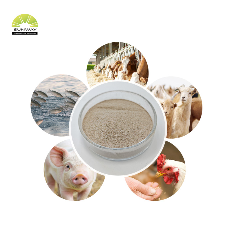 Xylanase thermostable d'enzyme de xylanase de catégorie d'alimentation pour la volaille d'alimentation animale